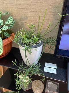 Rhipsalis in self watering Pot