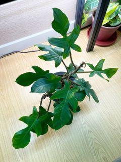 Squamiferium (multiple mature plants in self watering pot)