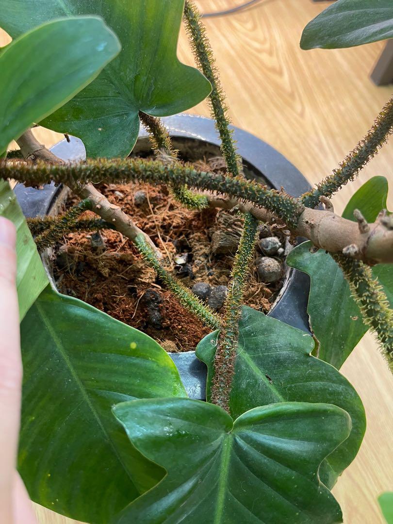 Squamiferium (multiple mature plants in self watering pot) (Category: Plants & Seeds) located in Pasig City. Submitted by ben.rices (Listing ID 1144041475, Image 2). Description: Fundraising for my Cat, Moon, Vet Bills. He is confined for stones in his bladder. Thank you! .