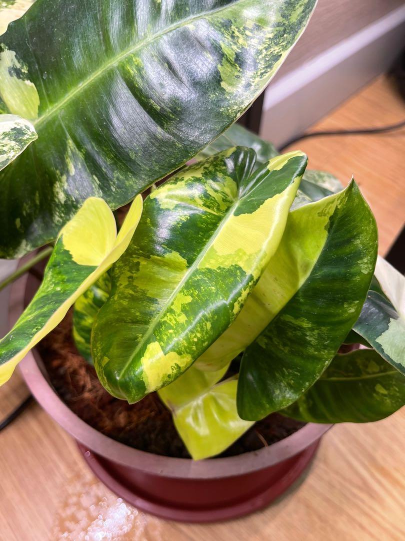 Varigated burlemarx mother plant (Category: Plants & Seeds) located in Pasig City. Submitted by ben.rices (Listing ID 1144041625, Image 2). Description: Fundraising for my Cat, Moon, Vet Bills. He is confined for stones in his bladder. Thank you! .