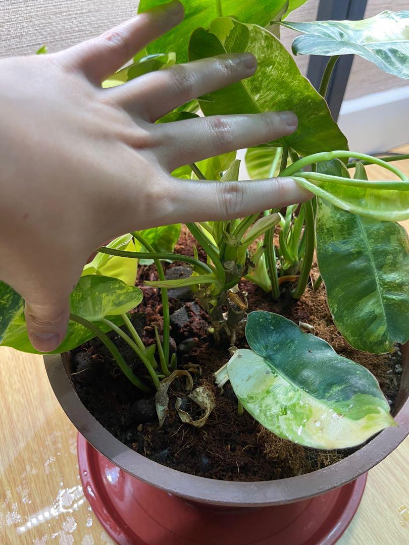 Varigated burlemarx mother plant (Category: Plants & Seeds) located in Pasig City. Submitted by ben.rices (Listing ID 1144041625, Image 3). Description: Fundraising for my Cat, Moon, Vet Bills. He is confined for stones in his bladder. Thank you! .