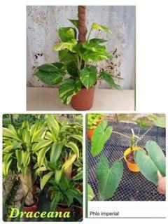1) Beautiful Money plant est Ht 2 ft, width 2 ft  2) Rare Dreceana fragrance Thick stem in 5”pot, Diameter stem est 5”, Ht 2 ft  good for fengshui  3) Philo imperial in pot 10”  Big  and Beautiful one each pot is only $35 with free delivery 💕💕💕