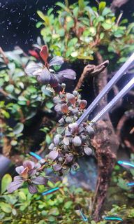 （分類：）位於 。 由 kit0406 提交（商品編號 1144153364，圖片 1）。簡介： 。