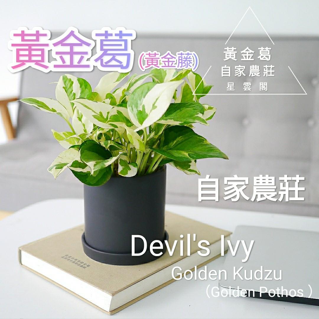 自家農莊 風水黃金葛黃金藤 綠蘿植物golden Kudzu Devil S Ivy 除甲醛空氣淨化擋煞盆栽小盆栽幼苗風水 招財財運愛情水種植物水培植物魚缸植物