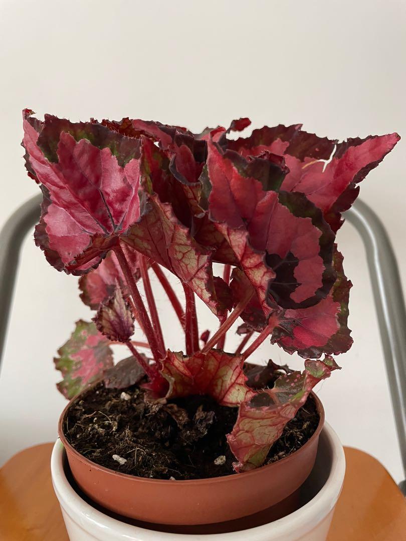 Begonia Red Kiss, Furniture & Home Living, Gardening, Plants & Seeds on