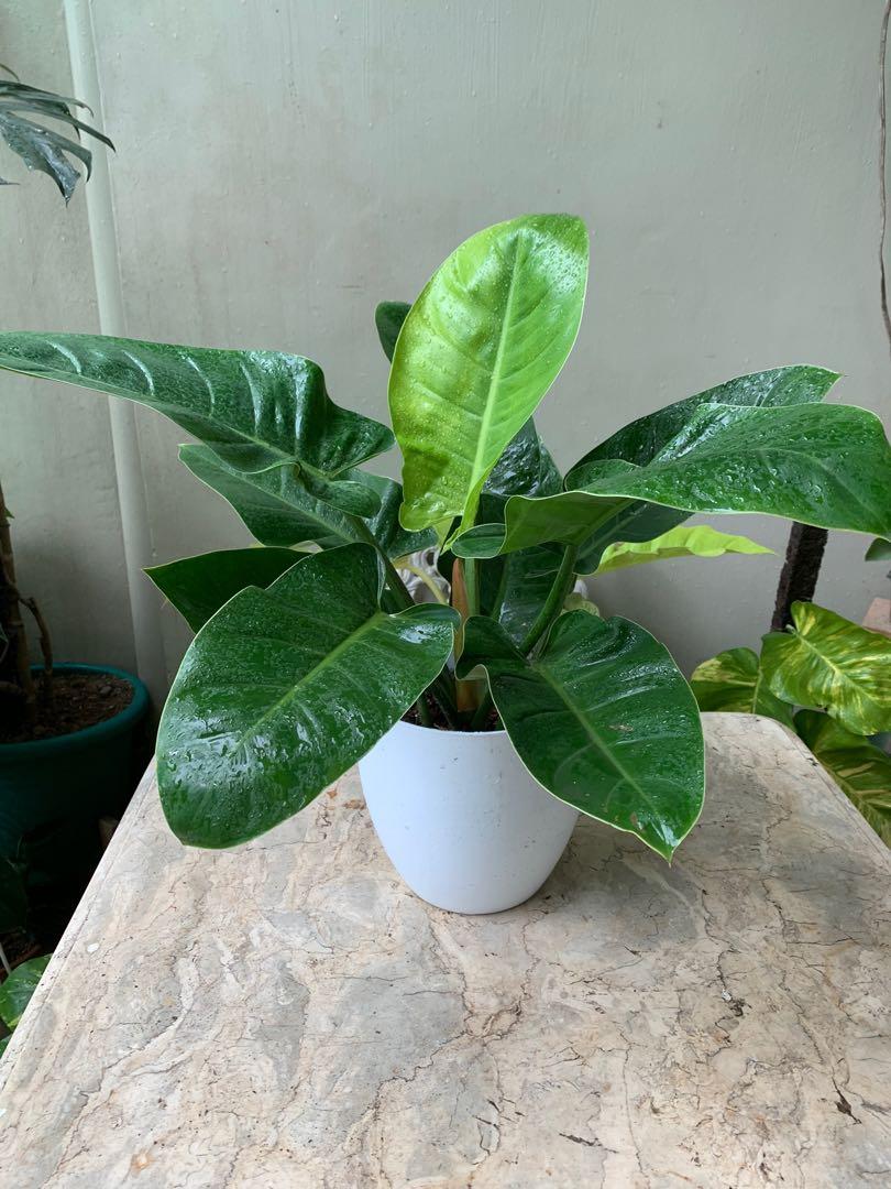 Green cardinal deals plant