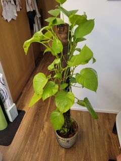 （分類：）位於 。 由 jelly_h 提交（商品編號 1144113835，圖片 1）。簡介： 。