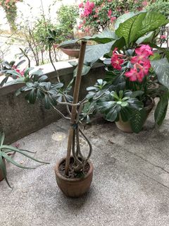 (Category: ) located in . Submitted by macggarcia (Listing ID 1100597979, Image 1). Description: .