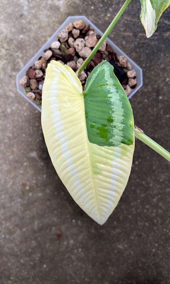 leucocasia gigantea variegata Leucocasia Gigantea 'Thailand Giant' – Giant Taro (Plant) main image 0