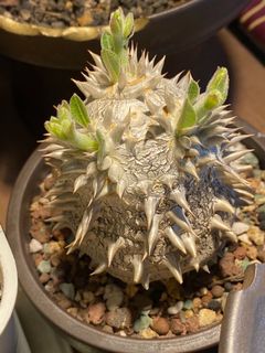 （分類：）位於 。 由 c.p.v. 提交（商品編號 1144303409，圖片 1）。簡介： 。