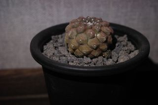 （分類：）位於 。 由 WingCay 提交（商品編號 1144278892，圖片 1）。簡介： 。