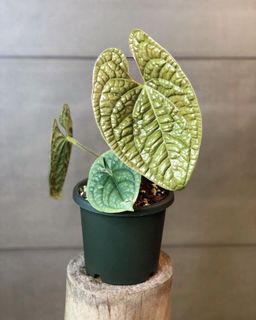 （分類：）位於 。 由 lostinaroid 提交（商品編號 1144297474，圖片 1）。簡介： 。