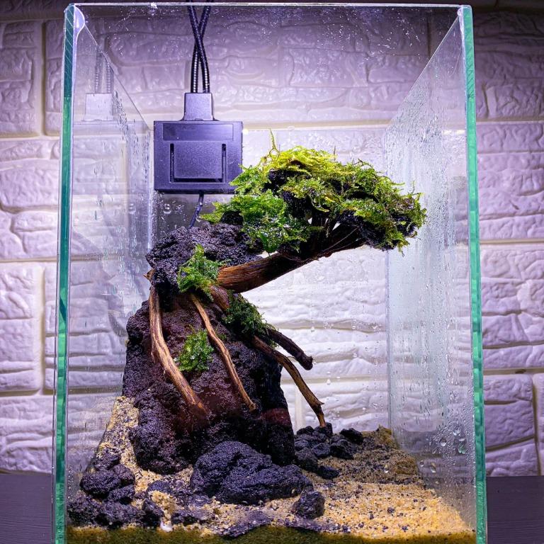 Bonsai Betta Tank Scape Minimalist Aquascape by GBons Pet