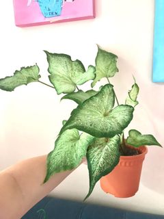 (Category: ) located in . Submitted by plantbynini (Listing ID 1144273050, Image 1). Description: .