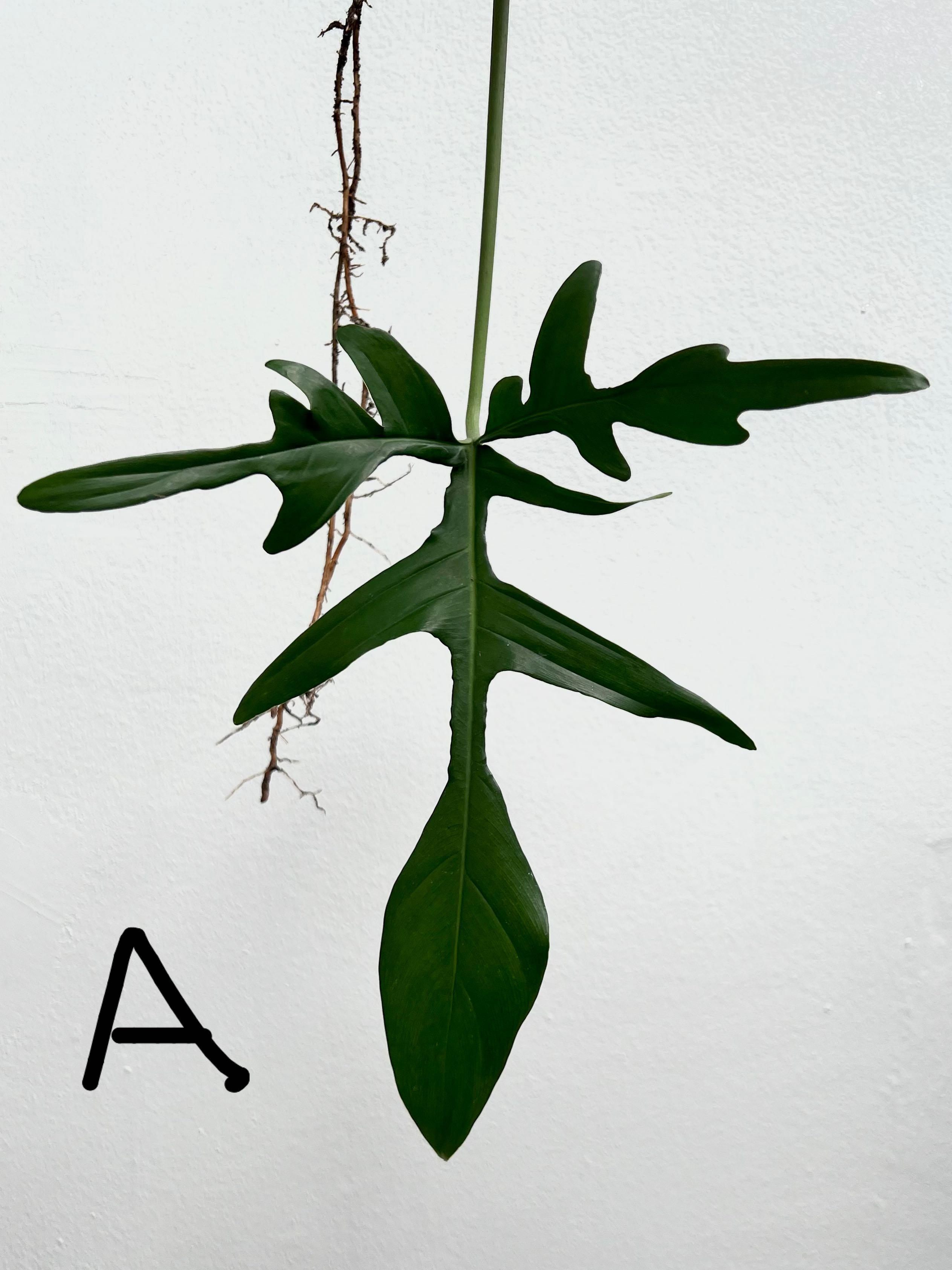 Philodendron Glad Hands (Pedatum Quercifolium) aka Oak Leaf Philo,  Furniture & Home Living, Gardening, Plants & Seeds on Carousell