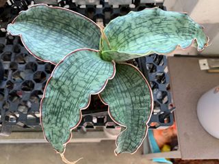 (Category: ) located in . Submitted by plantshopper (Listing ID 1144289907, Image 1). Description: .
