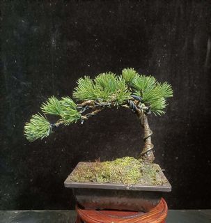 五針松出售| 植物及種子| Carousell Hong Kong