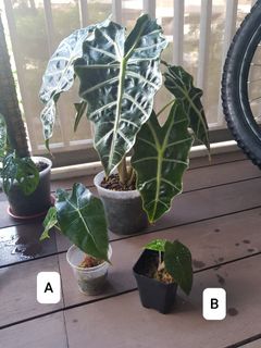 (Category: ) located in . Submitted by janboyz (Listing ID 1144439370, Image 1). Description: .
