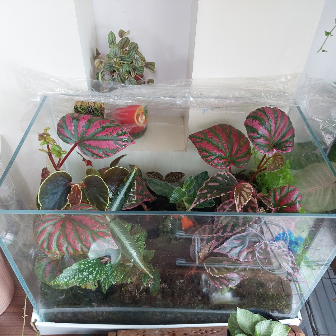 Begonia Jungle Plant Terrarium Furniture Home Living Gardening Plants Seeds On Carousell