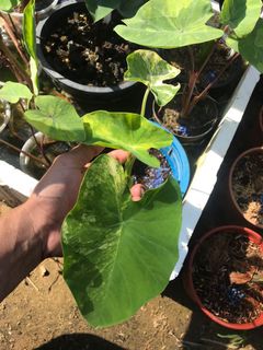 (Category: ) located in . Submitted by cage.plants.studio (Listing ID 1144565270, Image 1). Description: .
