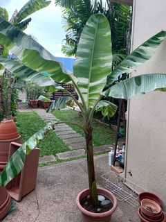 (Category: ) located in . Submitted by plantdaddy (Listing ID 1144497747, Image 1). Description: .