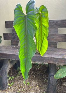 (Category: ) located in . Submitted by potfoliage (Listing ID 1144480348, Image 1). Description: .