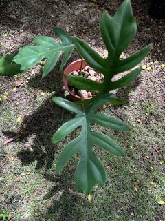 (Category: ) located in . Submitted by potfoliage (Listing ID 1144480638, Image 1). Description: .