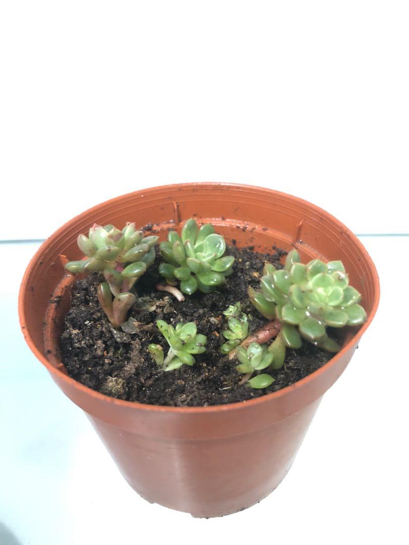 多肉植物紅稚蓮苗succulent 傢俬 家居 園藝 盆栽 Carousell