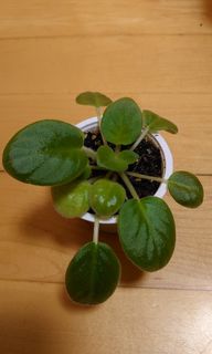 （分類：）位於 。 由 iemteng 提交（商品編號 1141294614，圖片 1）。簡介： 。