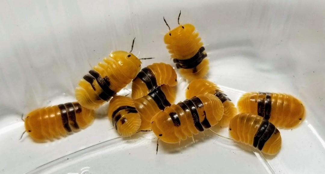 Frozen pet food feeder isopod cubaris amber ducky terrarium vivarium