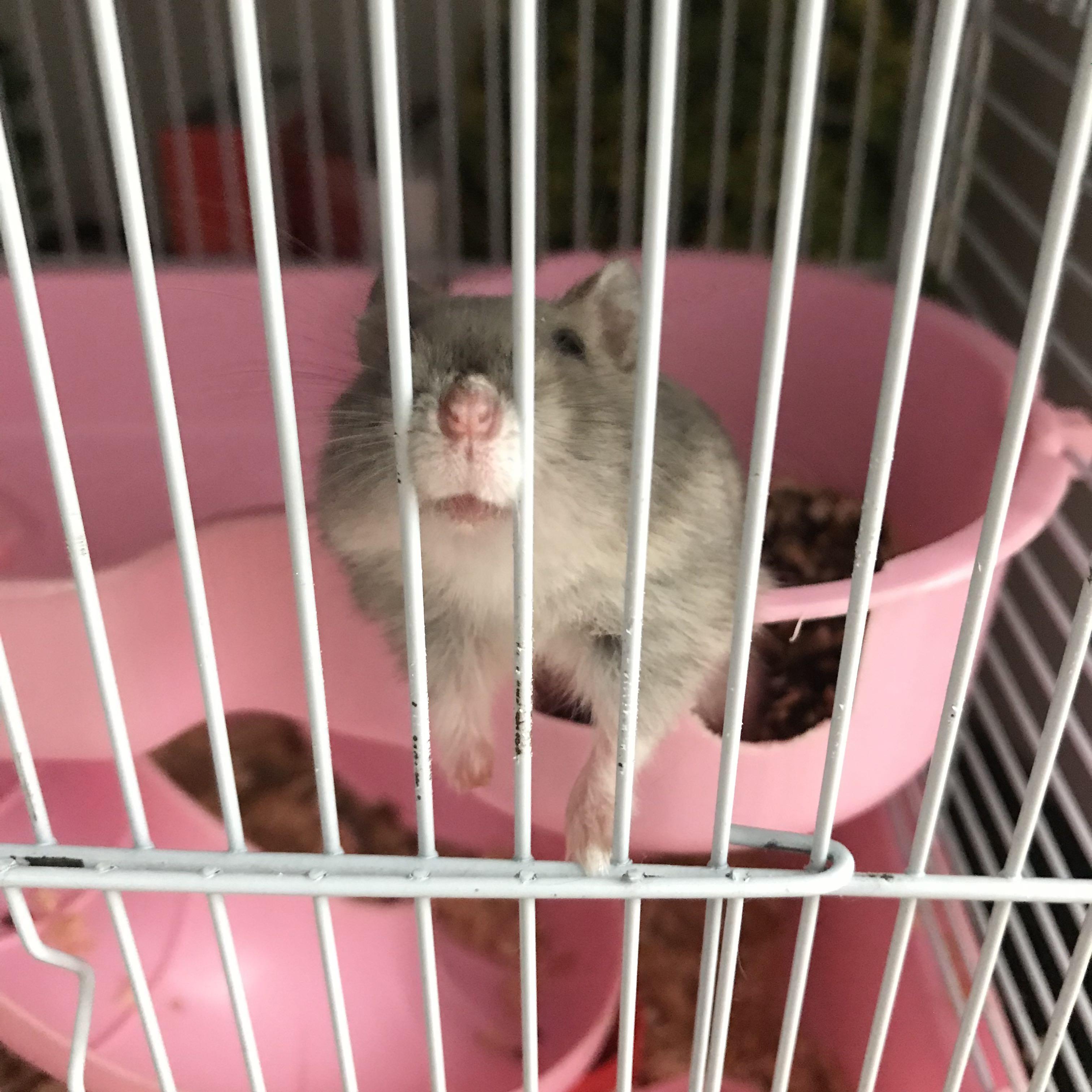 Free cheap hamster supplies