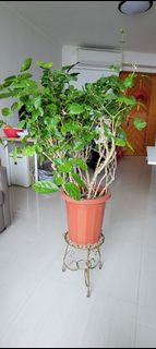 （分類：）位於 。 由 lapthu82 提交（商品編號 1141227494，圖片 1）。簡介： 。