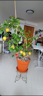 （分類：）位於 。 由 lapthu82 提交（商品編號 1141226114，圖片 1）。簡介： 。