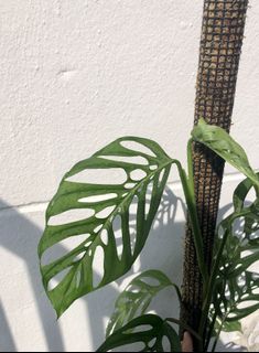 (Category: ) located in . Submitted by lovingplants (Listing ID 1141222359, Image 1). Description: .