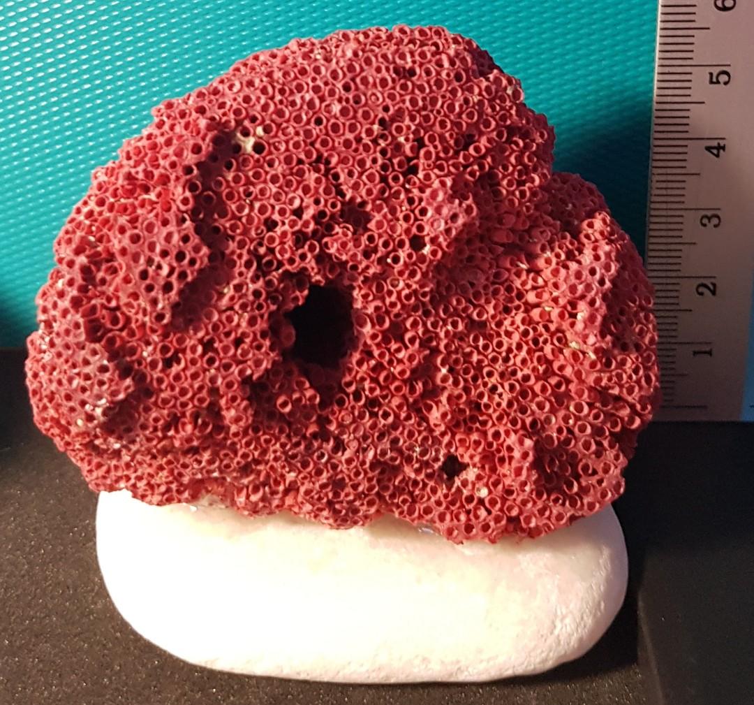Red coral for sale sale