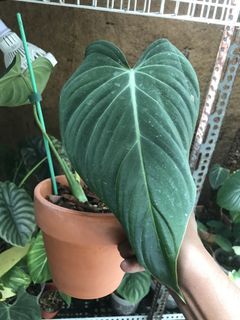 (Category: ) located in . Submitted by jungleplants (Listing ID 1141238549, Image 1). Description: .