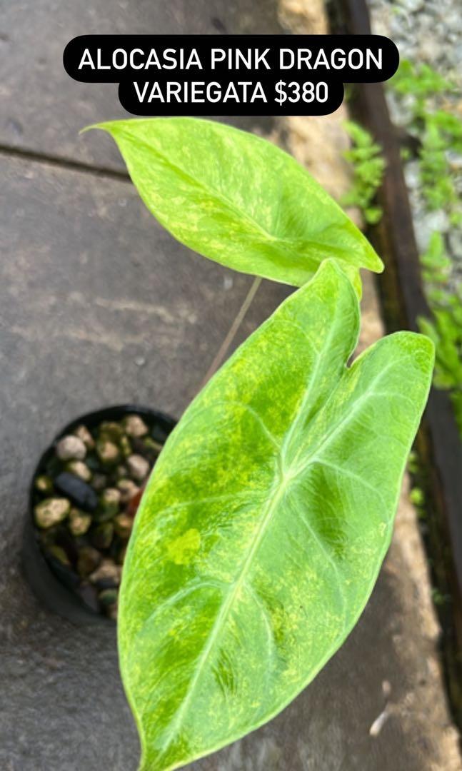 Alocasia Pink Dragon Variegata, Furniture & Home Living, Gardening, Plants & Seeds on Carousell