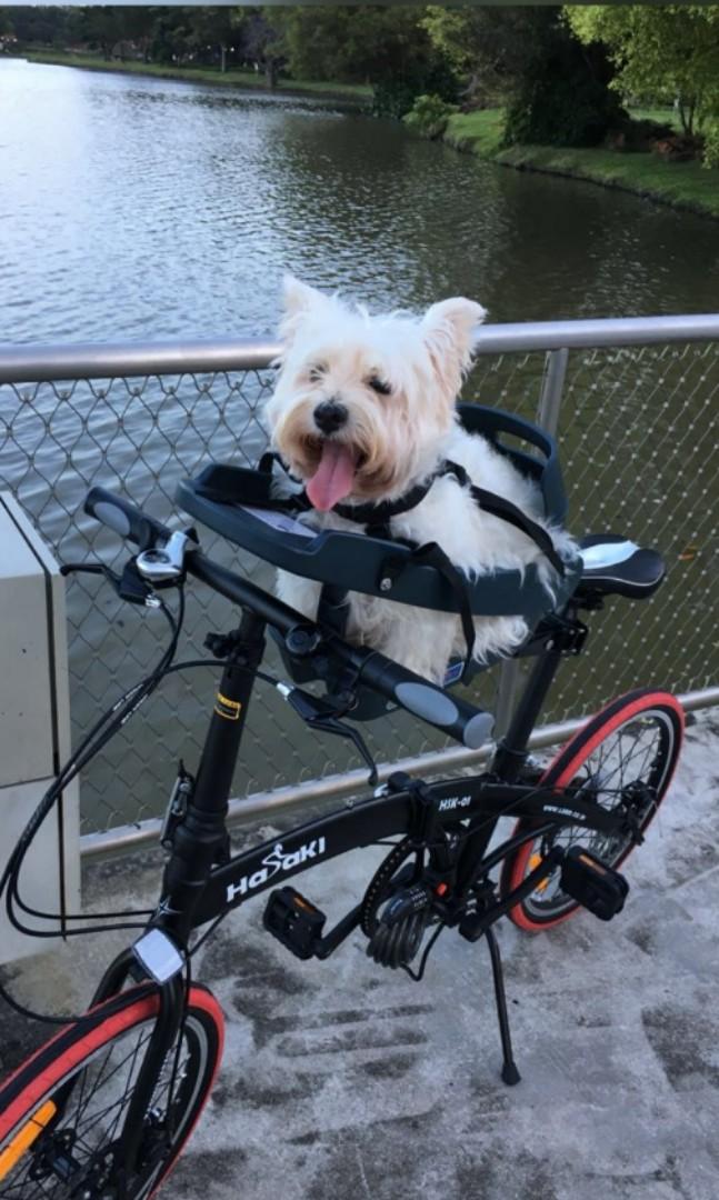 Buddyrider sales for sale