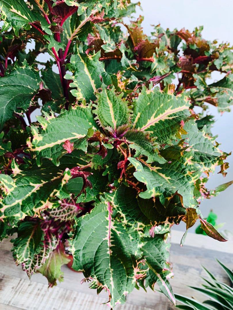 Coleus Peters Wonder, Furniture & Home Living, Gardening, Plants