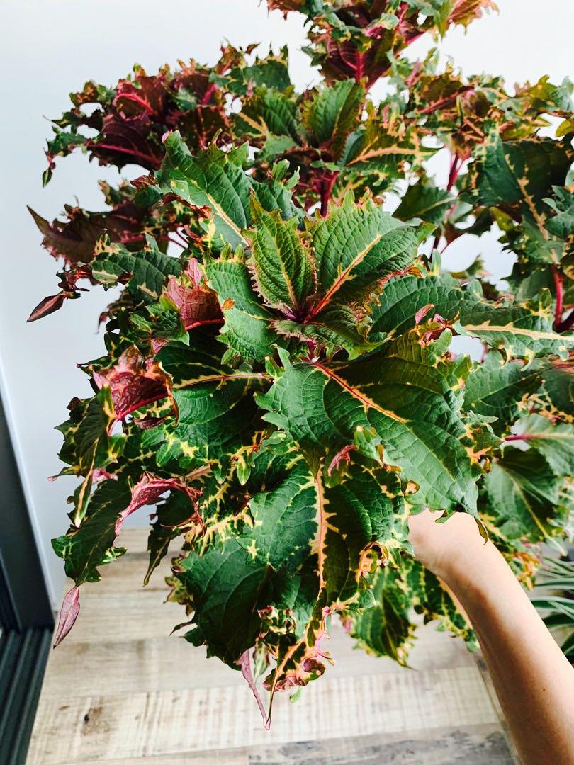 Coleus Peters Wonder, Furniture & Home Living, Gardening, Plants