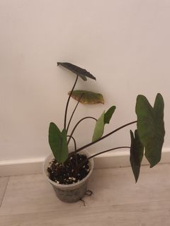 (Category: ) located in . Submitted by vtan80 (Listing ID 1144719831, Image 1). Description: .