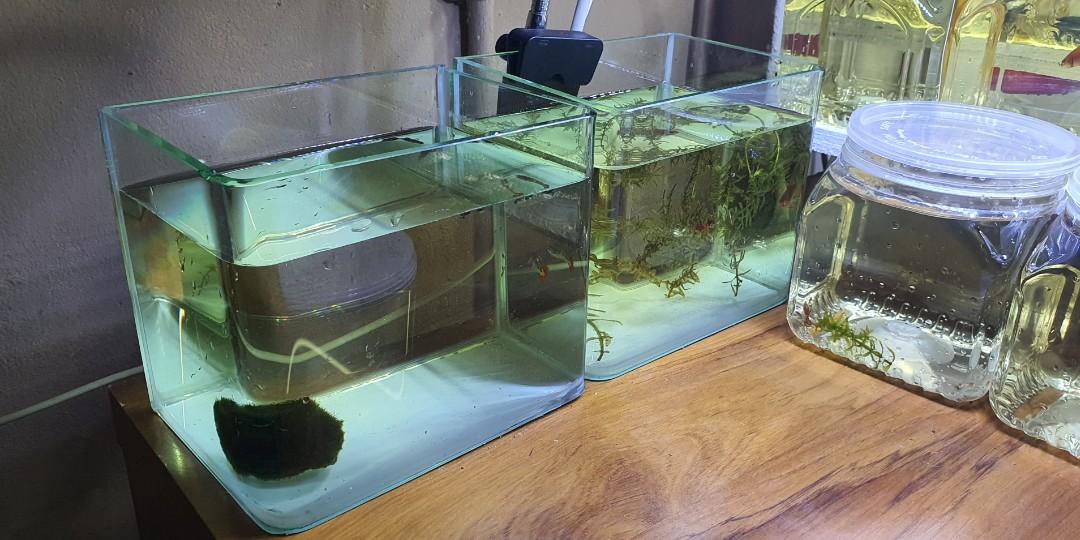 Curved Glass Betta Tanks 8 nos., Pet Supplies, Homes & Other Pet