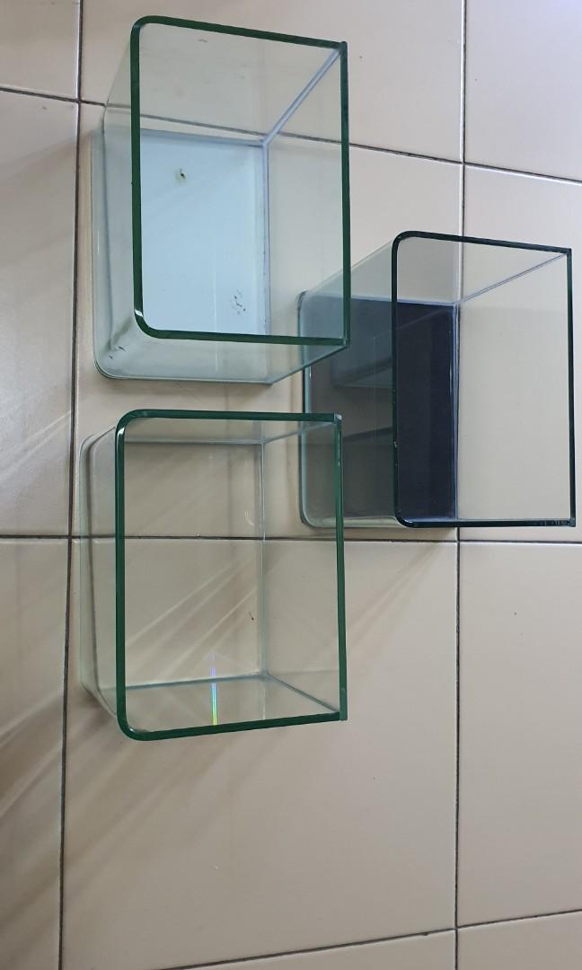 Curved Glass Betta Tanks 8 nos., Pet Supplies, Homes & Other Pet