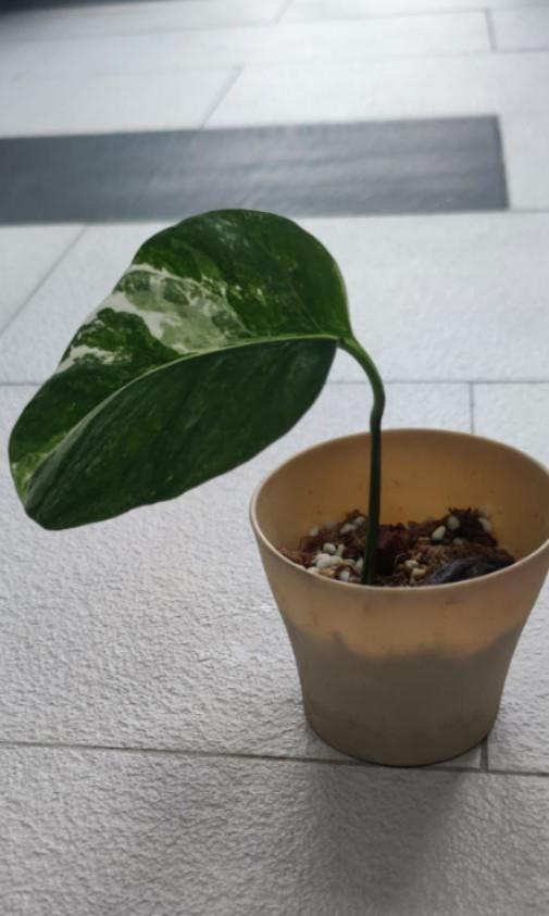 epipremnum pinnatum, Furniture & Home Living, Gardening, Plants & Seeds