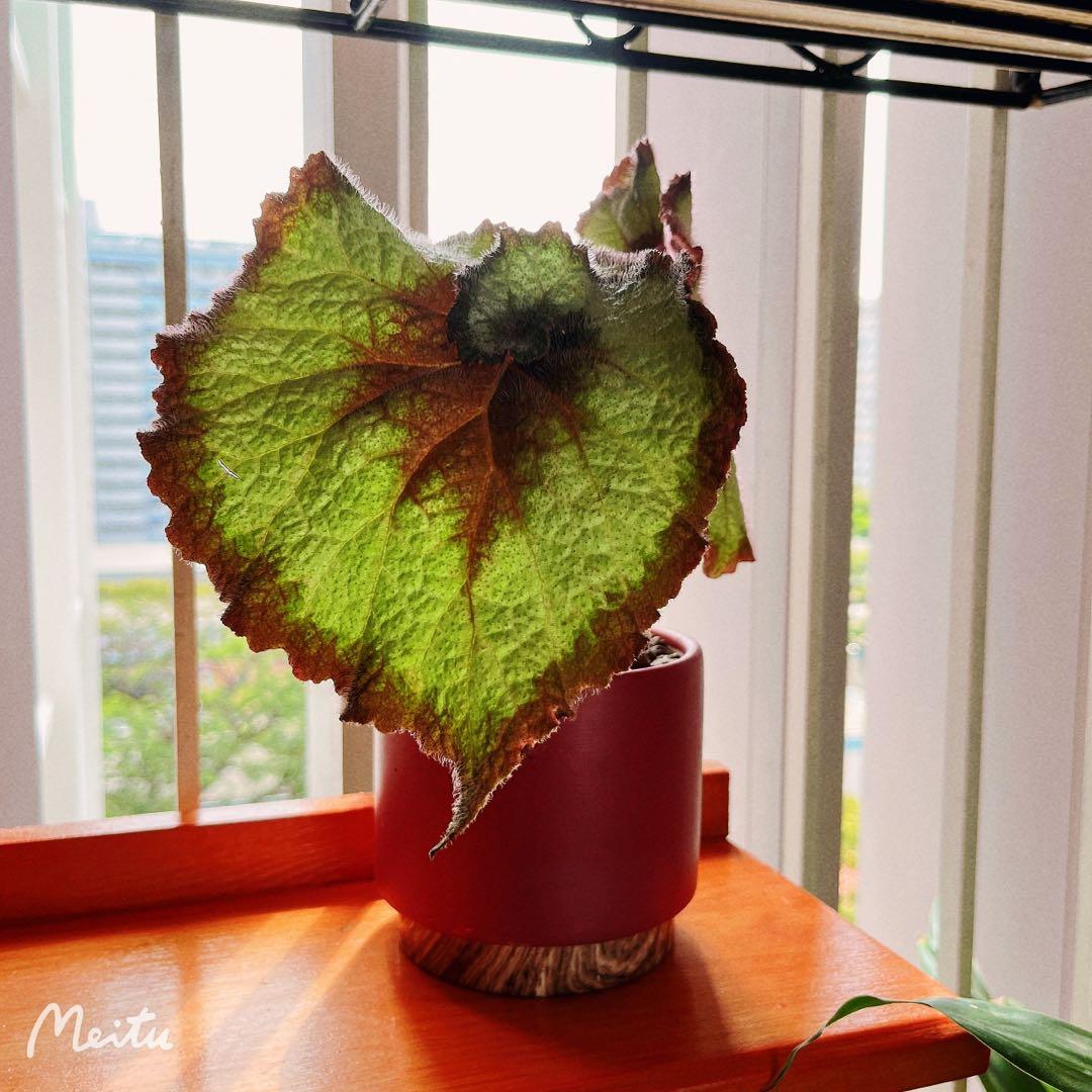 Escargot Begonia Furniture Home Living Gardening Plants Seeds On Carousell