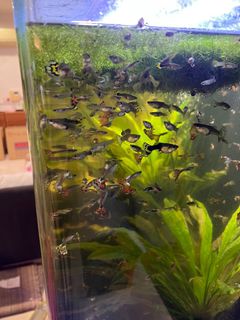 (Category: ) located in . Submitted by jbaovu (Listing ID 1144768375, Image 1). Description: .