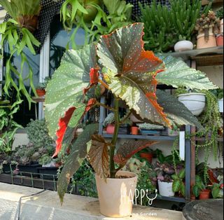 (Category: ) located in . Submitted by jasminekhlim (Listing ID 1144665379, Image 1). Description: .