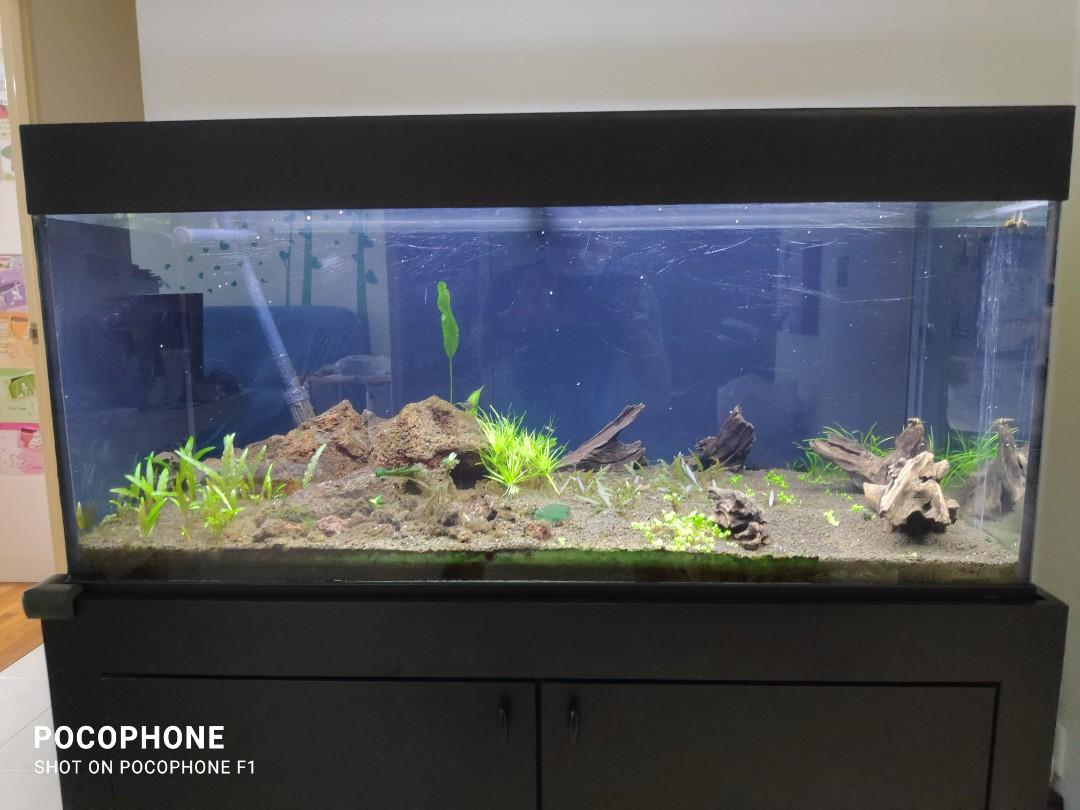 juwel 60 fish tank