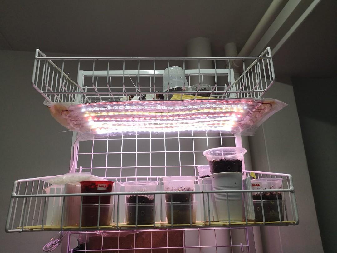 Wire Rack For Plants Mobile double-sided wire mesh rack for display or shelving for plants ...
