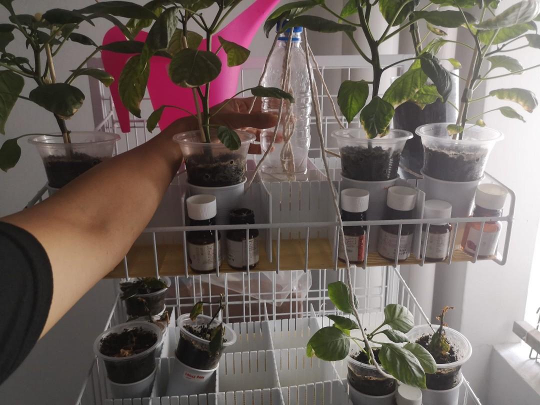 Wire Rack For Plants Mobile double-sided wire mesh rack for display or shelving for plants ...